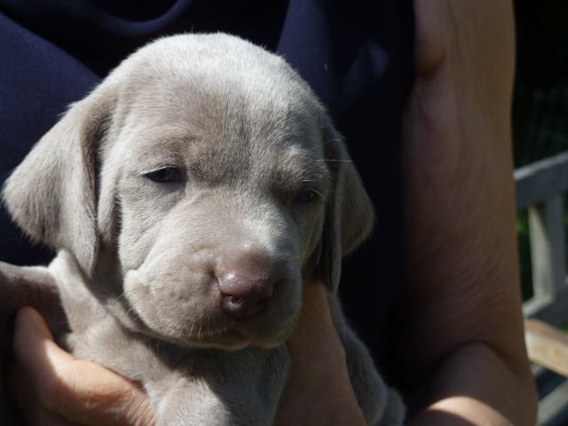 des Ombres des Quatre Nuits - Tous les chiots réservés...