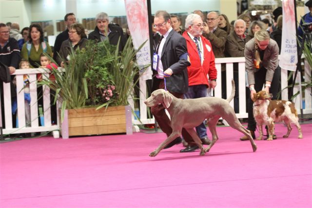 des Ombres des Quatre Nuits - CONCOURS GENERAL AGRICOLE