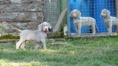 des Ombres des Quatre Nuits - CHIOTS DE DILOU